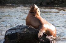 Catamaran tour on the Beagle Channel. Sea Lions, Les Eclaireurs Lighthouse.