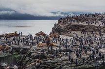 Catamaran tour on the Beagle Channel. Sea Lions, Les Eclaireurs Lighthouse.