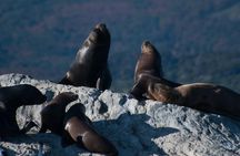 Canoero Catamarans - Canal Beagle Tour, Sea Lions and Les Eclaireurs Lighthouse.