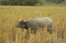 Rice Fields & Rural Villages Tour 