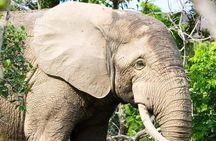 4 Days Skyway Safari to Mole National Park 