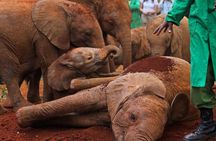  half Day TOURS/NAIROBI NATIONAL PARK/ELEPHANT & GIRAFFE CENTRE