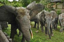 4 Days Skyway Safari to Mole National Park 
