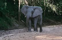 7 days Mikumi , Ruaha & Selous Game Reserve 