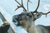 Reindeer Park Adventure (private service)