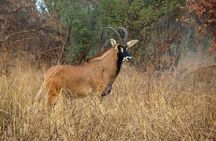 4 Days Skyway Safari to Mole National Park 