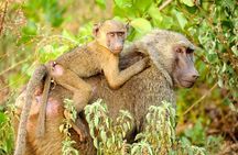 4 Days Skyway Safari to Mole National Park 