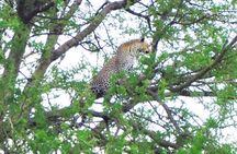 3 Day Private Safari in Serengeti and Ngorongoro National Park