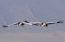 1 Day Joined Group Safari in Ngorongoro Crater National Park