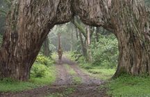 5 days Safari to Tarangire, Ngorongoro, Serengeti and Lake Manyara