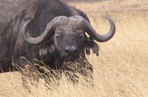 4 Day Joined Group Safari Ngorongoro, Manyara,Tarangire and Arusha National Park