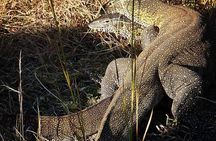 1 Day Private Safari in Tarangire National Park