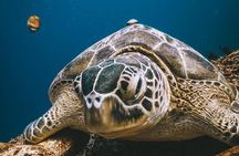 Try Scuba Diving