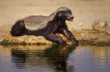 Big Five & Beyond – Join the 7 Days Safari Adventure