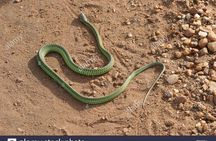 Big Five & Beyond – Join the 7 Days Safari Adventure