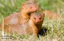 7 Day Joined Safari Serengeti,Ngorongoro,Manyara,Tarangire,Arusha National Park