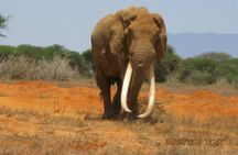 3 days Red elephant safari 