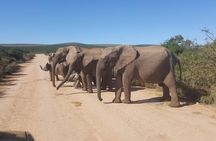 Full day big 5 addo Safari 