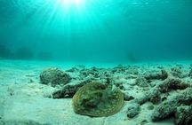 Riviera Maya Ultimate Adventure ATV's Snorkeling & Zip Lines 