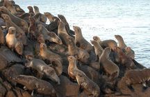 USHUAIA: Beagle Channel Navigation - Isla de los Lobos and Descent at Bridges Islands