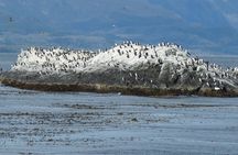 Ushuaia: Beagle Channel Navigation to the Penguin Colony