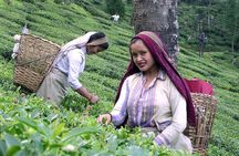 Darjeeling Exquisite Estate Tour