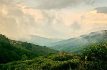 Darjeeling Exquisite Estate Tour