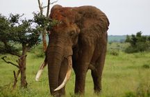 Kruger Park 2-day Safari from Maputo (Open-backed Safari Vehicle)