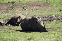 A Full Day Safari Tour to the Hluhluwe Imfolozi Big 5 Game Reserve