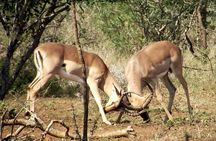 A Full Day Safari Tour to the Hluhluwe Imfolozi Big 5 Game Reserve