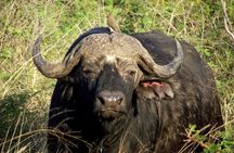 A Full Day Safari Tour to the Hluhluwe Imfolozi Big 5 Game Reserve