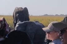 Chobe Day Trip From Livingstone