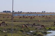 Chobe Day Trip From Livingstone