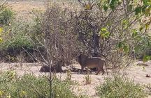 Chobe Day Trip From Livingstone