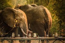 3 Days Safari - Mikumi National Park