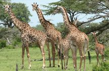 3 Days Safari - Mikumi National Park