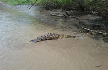  Wildlife Tour at Palo Verde National Park