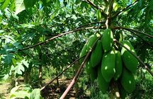 Silk Island Cycling Adventure & lunch with locals
