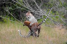 Jeep Safari to Yala National Park With an Expert Of Wild Life