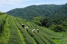 Yilan Rural Tea Picking Experience from Taipei City