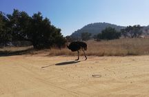 Rhino and Lion Park Half Day Safari from Johannesburg 