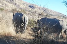 Rhino and Lion Park Half Day Safari from Johannesburg 
