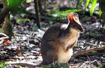 Fully Inclusive Blue Mountains Private Tour inc Scenic World & Featherdale Entry