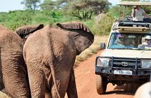 2 Day Private Safari in Lake Manyara and Ngorongoro Crater National Park