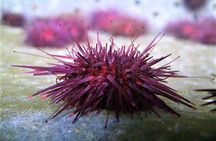  Abalone farm tour and tasting with coastal seaweed walk. Guided. 2 hours
