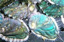  Abalone farm tour and tasting with coastal seaweed walk. Guided. 2 hours
