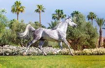In Marrakesch :Horses ride experience 