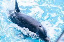 Private Boat Tours to outer islands, snacks drinks- snorkel- cruise!