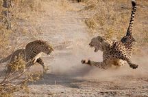 3 Days Serengeti National Park from Zanzibar