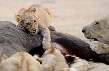 3 Days Serengeti National Park from Zanzibar